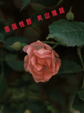 薔薇性野，關山難越