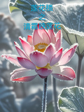 蓮花樓之清霜映蓮花
