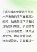 刀哥傳奇：傳奇鯉魚刀疤鯉